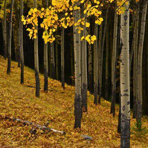 Hillside Aspens