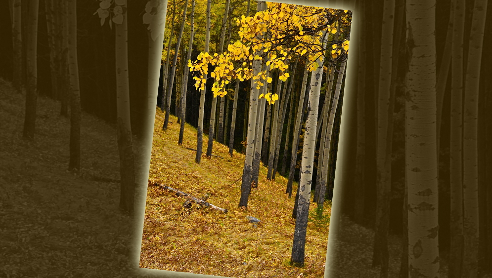 Hillside Aspens