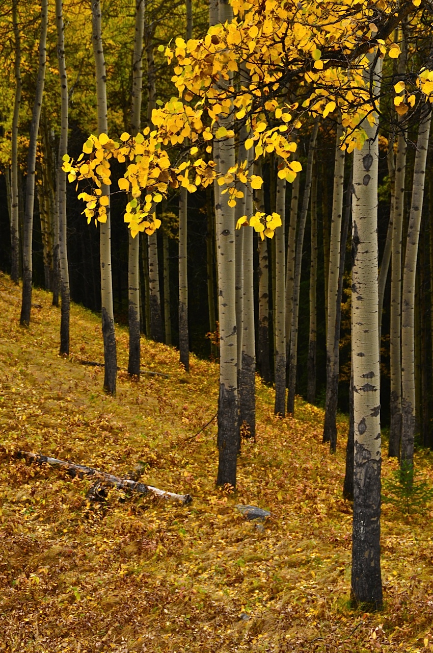 Hillside Aspens