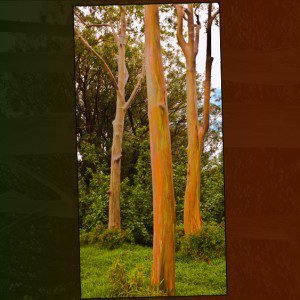 Rainbow Eucalyptus Trio