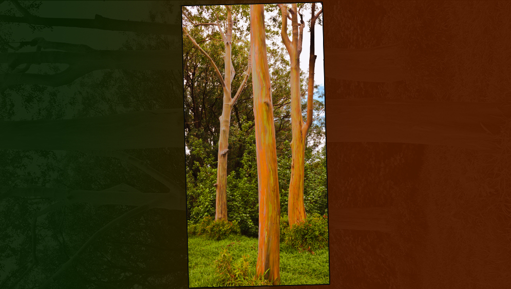 Rainbow Eucalyptus Trio