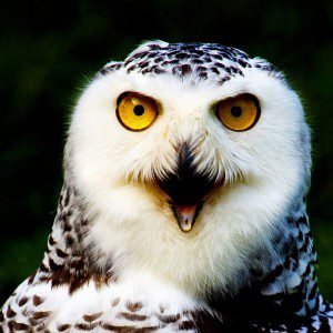Look Whoos Talking by Gerald Hammerling