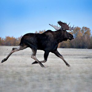 Cool Runnings by Karen Pidskalny