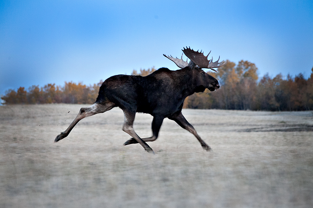 Cool Runnings by Karen Pidskalny