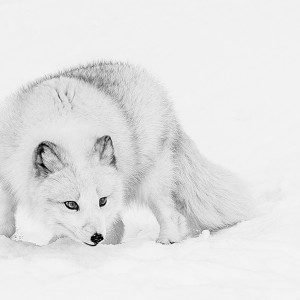 Foxy Lady by Bas Hobson