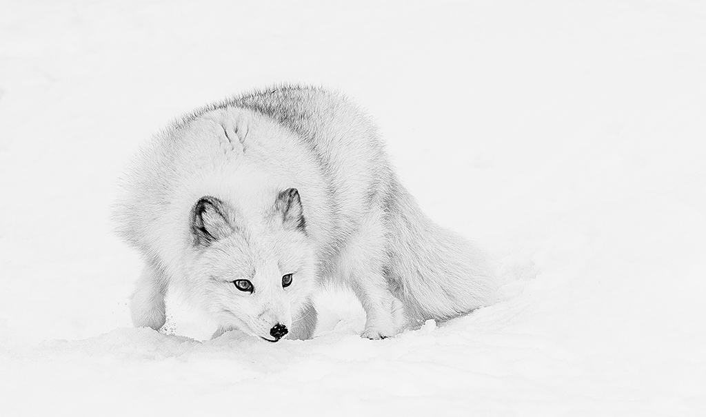 Foxy Lady by Bas Hobson