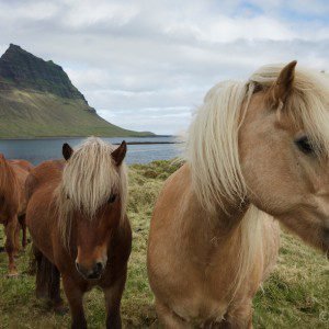 Icelandinc horses