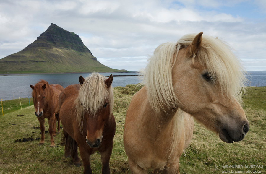 Icelandinc horses