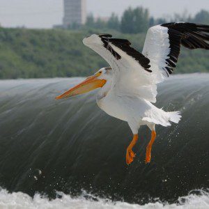 Pelican