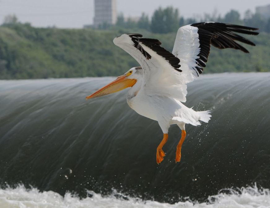 Pelican