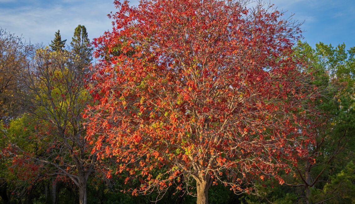 Autumn landscape photography in Saskatchewan